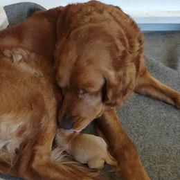Golden Retriever puppies from Kayla's Goldens