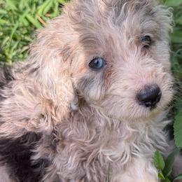Carolina - Blue merle female Aussiedoodle puppy in Four Oaks, North Carolina from RoseWest Farms