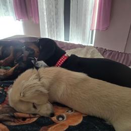Xanax - Dachshund