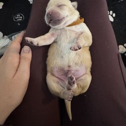 Labrador Retriever Puppies from Salt Run Retrievers