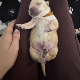 Labrador Retriever Puppies from Salt Run Retrievers