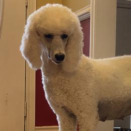 Libby - Poodle