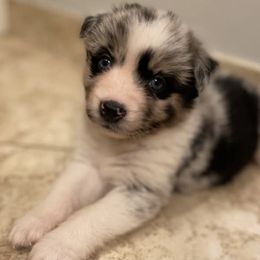Australian Shepherds from 101 Australian Shepherds