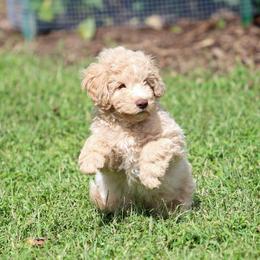 Apollo - Cream male Aussiedoodle puppy in Colonial Beach, Virginia from Bristol Mine Kennels
