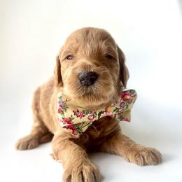Sprite - Apricot male Goldendoodle puppy in Mount Pleasant, Tennessee from Doodle My Heart