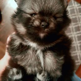 Pomeranian Puppies from Picky Chic Pomeranians