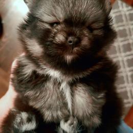 Pomeranian Puppies from Picky Chic Pomeranians