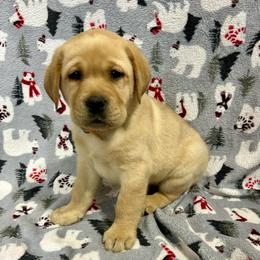Tan - Yellow female Labrador Retriever puppy in Iowa City, Iowa from Country Road Acres