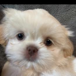Boy 1 - Cream and white male Shih Tzu puppy in Birch River, West Virginia from Karen's Shih Tzus