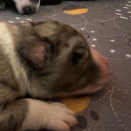 Tigger - Blue merle male Australian Shepherd puppy in Marshall, Virginia from Aussie Tales Farm
