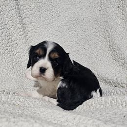 Aussiedoodle, Cavalier King Charles Spaniel, Companion Cross, French Bulldog, Goldendoodle, Morkie, Pomsky, Pug, and Yorkshire Terrier Puppies from We R Puppies