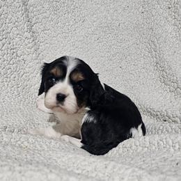 Aussiedoodle, Cavalier King Charles Spaniel, Companion Cross, French Bulldog, Goldendoodle, Morkie, Pomsky, Pug, and Yorkshire Terrier Puppies from We R Puppies