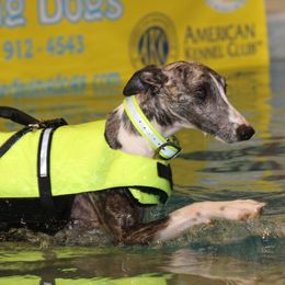 Whippets from All'aria Whippets