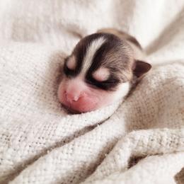 Toad - Tri-color male Pomsky puppy in Sand Coulee, Montana from Big Sky Pomskies