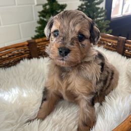 Captain Hook - Sable merle male Bordoodle puppy in Valley Center, California from Circle R Valley Bordoodls