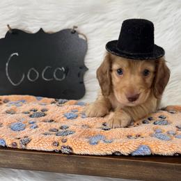 Coco-2700 - Chocolate male Dachshund puppy in Great Bend, Pennsylvania from Dashing Doxies
