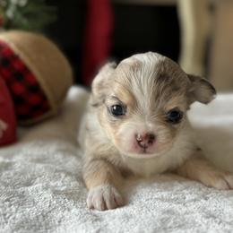 Chihuahua Puppies from Sunset Eves Chihuahuas