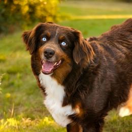Ember - Miniature Australian Shepherd