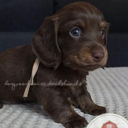 Choc and Tan Brindle 2400 - Chocolate and tan female Dachshund puppy in Texarkana, Arkansas from Dogwood Acre Dachshunds