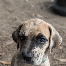 Loreth - Harlequin female Great Dane puppy in Citra, Florida from AEW Farm