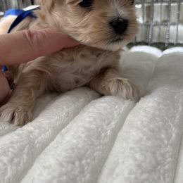 Blue collar reserved for thorup  family - Apricot male Maltipoo puppy in Fredericktown, Missouri from Doodle Pups Fur-Ever
