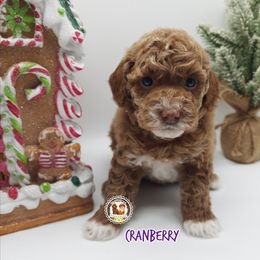 Cranberry - Red  female Poodle puppy in Salem, Missouri from Meadowbrook Poodles