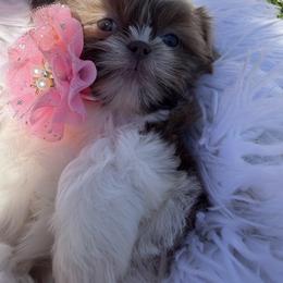 Grace - Lilac female Shih Tzu puppy in Coolidge, Arizona from Shih Tzu’s  ‘N’ Love