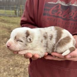 Axel-red Merle - Red merle male Border Collie puppy in Chattanooga, Tennessee from Ross Vegas Kennels