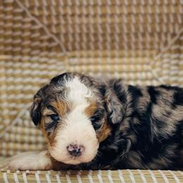 Rose - Merle female Bernedoodle puppy in Northfield, New Jersey from Jersey Shore Double Doodles