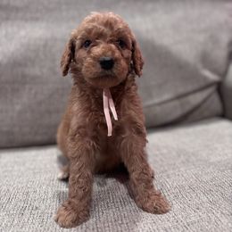 Pink - Red  female Goldendoodle puppy in Bakersfield, California from Lavish Doodles