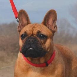 Dandelion - French Bulldog