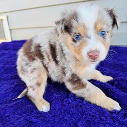 Rory - Red merle male Australian Shepherd puppy in Charlotte, North Carolina from Awesome Aussies