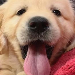 Golden Retriever Puppies from Big Rock Goldens