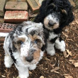 Aussiedoodle Puppies from AussiedoodleMI