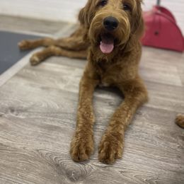 Autumn - Goldendoodle