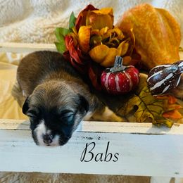 Babs - Sable female Pembroke Welsh Corgi puppy in Cashion, Oklahoma from Shabby Chic Corgis