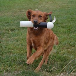 Ember - Golden Retriever