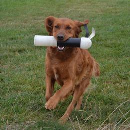 Ember - Golden Retriever