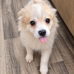 Beau - Cream parti male Pomeranian puppy in Newport News, Virginia from Itty Bitty Poms