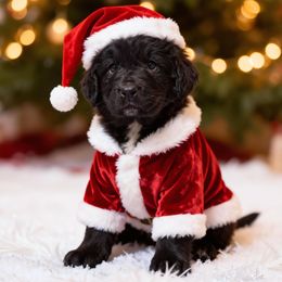 Black girl 2 - Black female Newfoundland puppy in Burfordville, Missouri from Umfleet Farms
