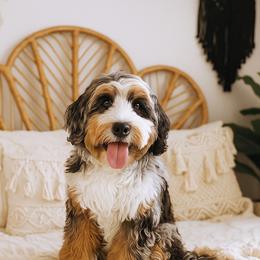 Hazel - Bernedoodle