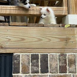 Pomsky Puppies from Sunshine Pomsky