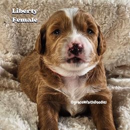 Liberty - Red  female Goldendoodle puppy in Peytno, Colorado from Grace N Faith Doodles