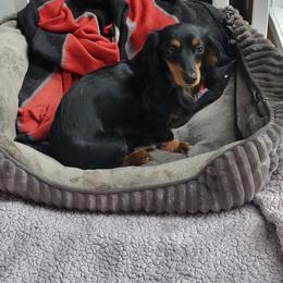 Brandi - Dachshund