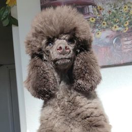 Xena - Poodle