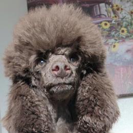 Xena - Poodle