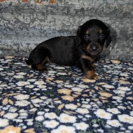 Ruby - Black and tan female Dachshund puppy in Liberty, Mississippi from Liberty Oaks Aussies and Dachshunds