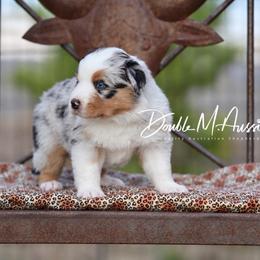 Dally - Blue merle male Australian Shepherd puppy in Olivehurst, California from Double M Aussies