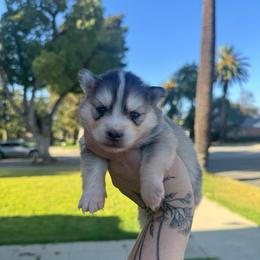 Silver - Silver and white male Pomsky puppy in La Verne, California from Red Cedar Pomskies