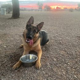 German Shepherd All Grown Up from Freiheit Von Himmel  Shepherds